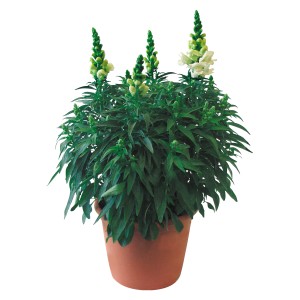 Löwenmäulchen im Topf, eine dekorative Stehpflanze mit grünen Blättern und weißen Blüten.