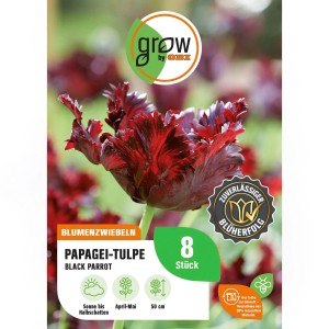 Verpackung GROW by OBI Papagei-Tulpe Black Parrot, 8 Stück. Dunkelviolette, gefranste Blüten.