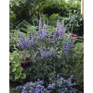 Blühender OBI Mönchspfeffer (Vitex) mit blauen Blüten im Garten, Höhe ca. 40-50 cm.