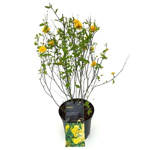 Ranunkelstrauch 'Pleniflora Gold-Gelb' im Topf, ca. 50-60 cm hoch.