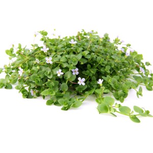 Dennerle Plants Aquariumpflanze Bacopa Australis mit kleinen, weißen Blüten.