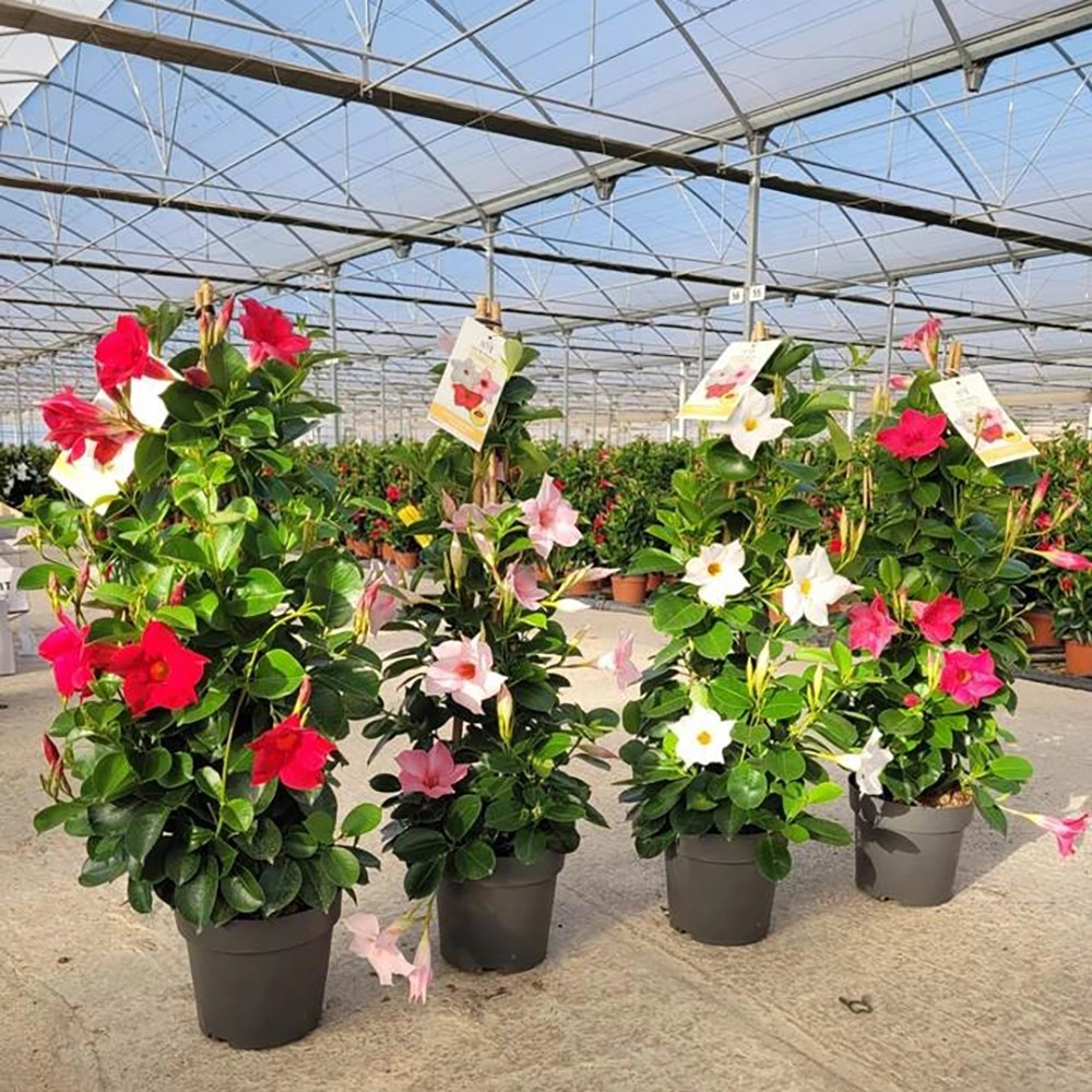 GROW by OBI Dipladenia Pyramide Ø 23 cm kaufen bei OBI