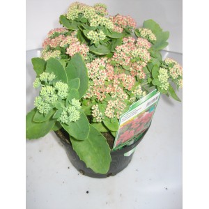 Fetthenne 'Herbstfreude' im Topf, rosa Blütenstände und grüne Blätter.