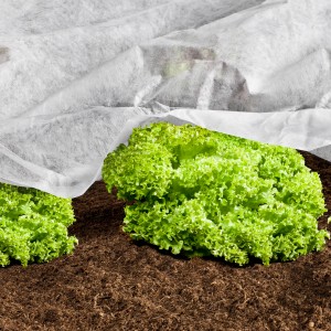 Windhager Wachstumsvlies schützt Salat im Garten. Das Vlies fördert das Wachstum und schützt vor Frost.