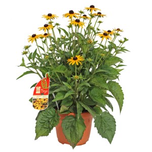 GROW by OBI Rudbeckia Gelb 60 cm Rudbeckia Fulgida