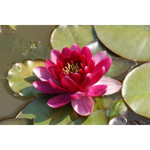 Rote Seerose 'Burgundy Princess' im Teich, Nahaufnahme der Blüte. Teichpflanzen Set für den Gartenteich.