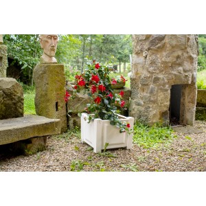 Quadratischer, weißer KHW Pflanzkasten mit roter Mandevilla-Blume im Garten.