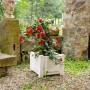 Quadratischer, weißer KHW Pflanzkasten mit roter Mandevilla-Blume im Garten.