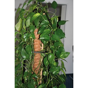 Pflanze rankt an einem 80 cm Kokosstab als Rankhilfe.