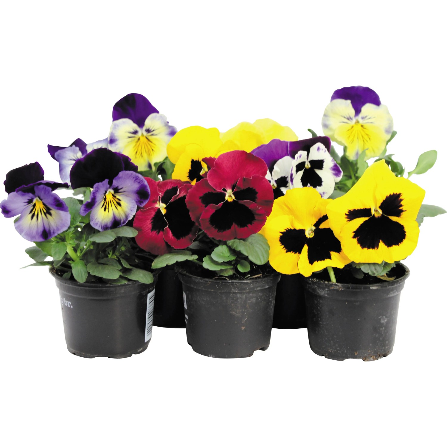 compo floranid rasendünger plus unkrautvernichter 6 kg COMPO EXPERT Rasen Floranid® mit Unkrautvernichter – Düngerprofi24 main image 0