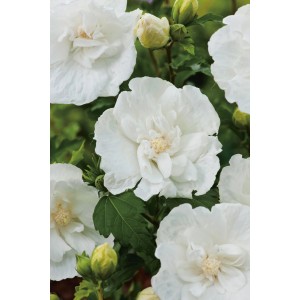 Nahaufnahme des weißen OBI Garteneibisch Chiffon mit zarten Blüten im 7,5 l Container.