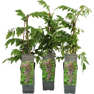 Blauregen Rosea im Topf, ca. 40-60 cm hoch, geeignet zur Fassadenbegrünung.