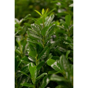 Detailaufnahme des grünen Kirschlorbeer Novita, ca. 100cm hoch, im Topf.