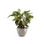 Ecopots Antwerp Pflanztopf, braungrau, 50 cm, mit Pflanze. Ideal für Innen- und Außenbereich.