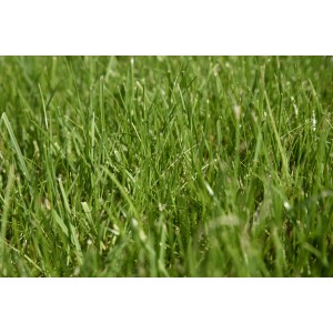 Nahaufnahme von saftig grünem Spielrasen, ideal für Gärten und Spielplätze.