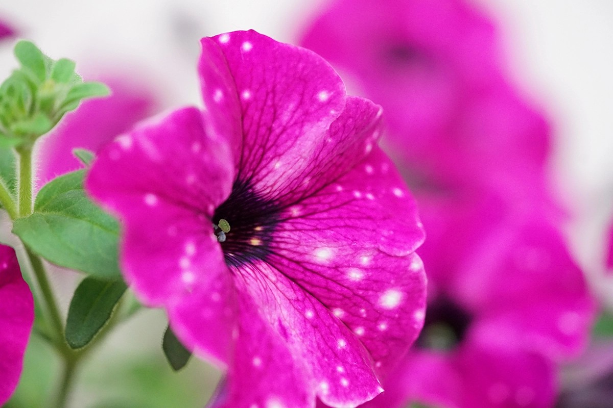 GROW By OBI Petunia Sternenhimmel Petunia-Hybride Topf Ø 12 Cm Kaufen ...