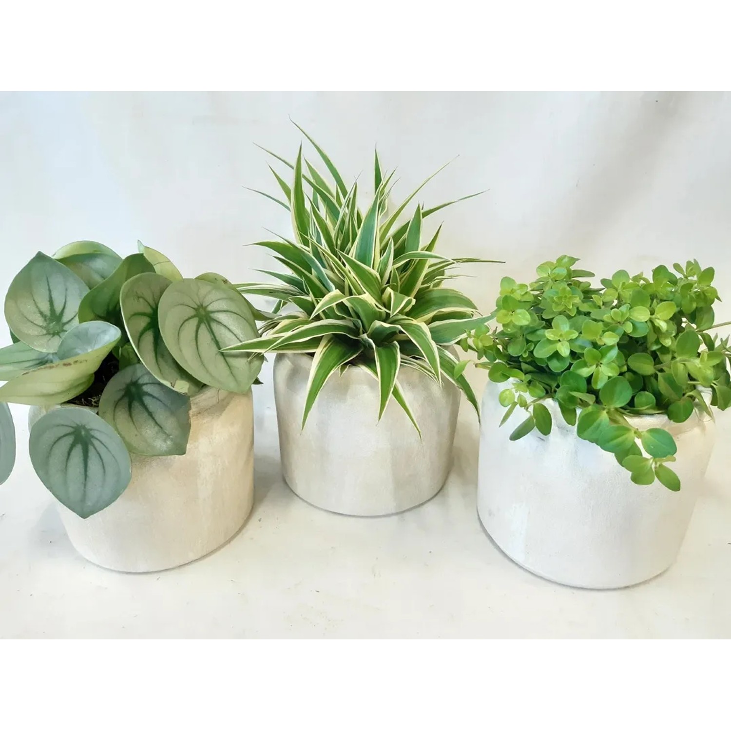 Grünpflanzen-Mix im Keramiktopf, ca. 25cm hoch, verschiedene Sorten.