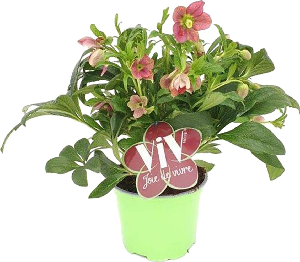 Orientalische Lenzrose "Victoria" TopfØ ca. 15 cm Helleborus