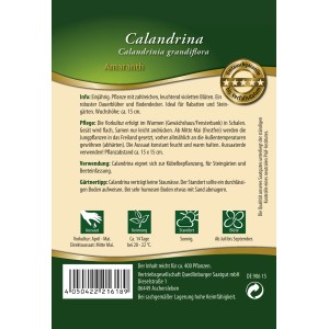 Quedlinburger Calandrina Amaranth Blumensamen-Packung mit violetten Blüten, einjährig.