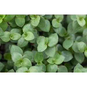 Nahaufnahme der Schönpolster Callisia (Topf-Ø 20cm) mit dichten, kleinen, grünen Blättern.