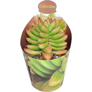 Grüne Sukkulente im Topfcover, Topf-Ø ca. 6,5 cm. Dekorative Zimmerpflanze.