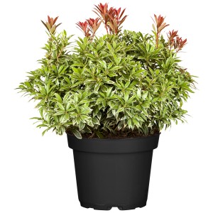 Schattenglöckchen im Topf, Pieris japonica, mit grün-weißen Blättern und roten Trieben.