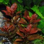 Dennerle Aquariumpflanze Ludwigia Repens Rubin mit roten Blättern im Aquarium.