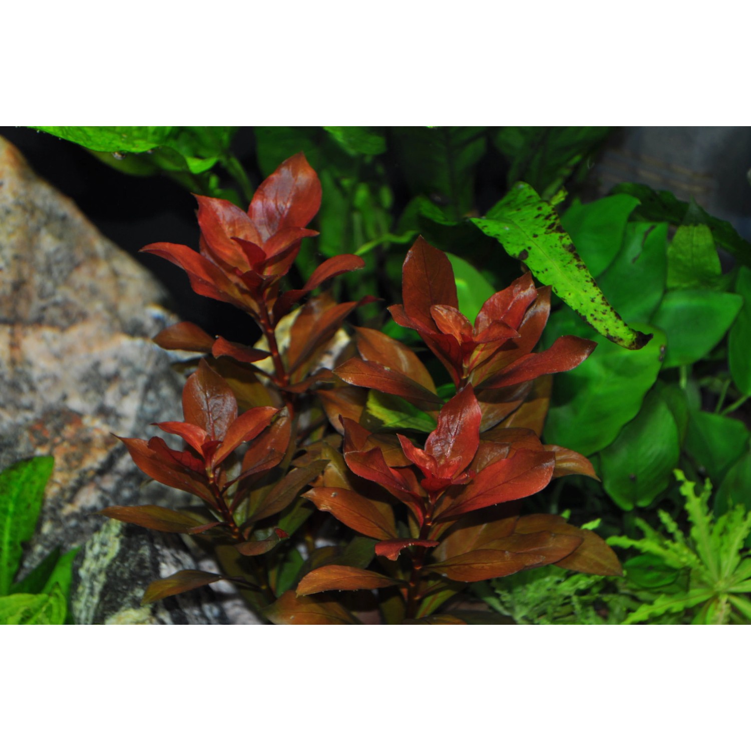 Dennerle Aquariumpflanze Ludwigia Repens Rubin mit roten Blättern im Aquarium.