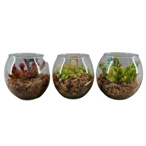Fleischfressende Pflanzen im Glas-Gefäß, verschiedene Sorten im 13 cm Topf.