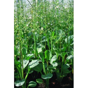 Froschlöffler Rosa (Alisma parviflorum) im Topf, eine robuste Teichpflanze für Ufer- und Sumpfzonen.