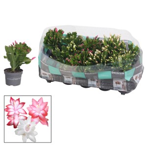 Weihnachtskaktus Schlumbergera, verschiedene Farben, ca. 20-25cm hoch, im Topf.