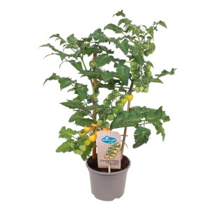 Gelbe Cherrytomate 'Pick & Joy' im Topf, ca. 45-55 cm hoch. Ideal für Balkon und Terrasse.