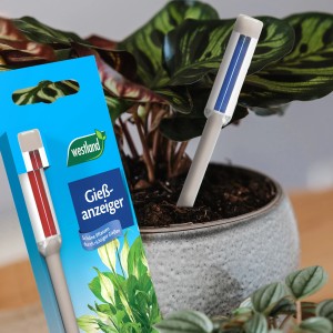 Westland Gießanzeiger 16 cm in Grau im Pflanztopf. Zubehör zur Feuchtigkeitsmessung.