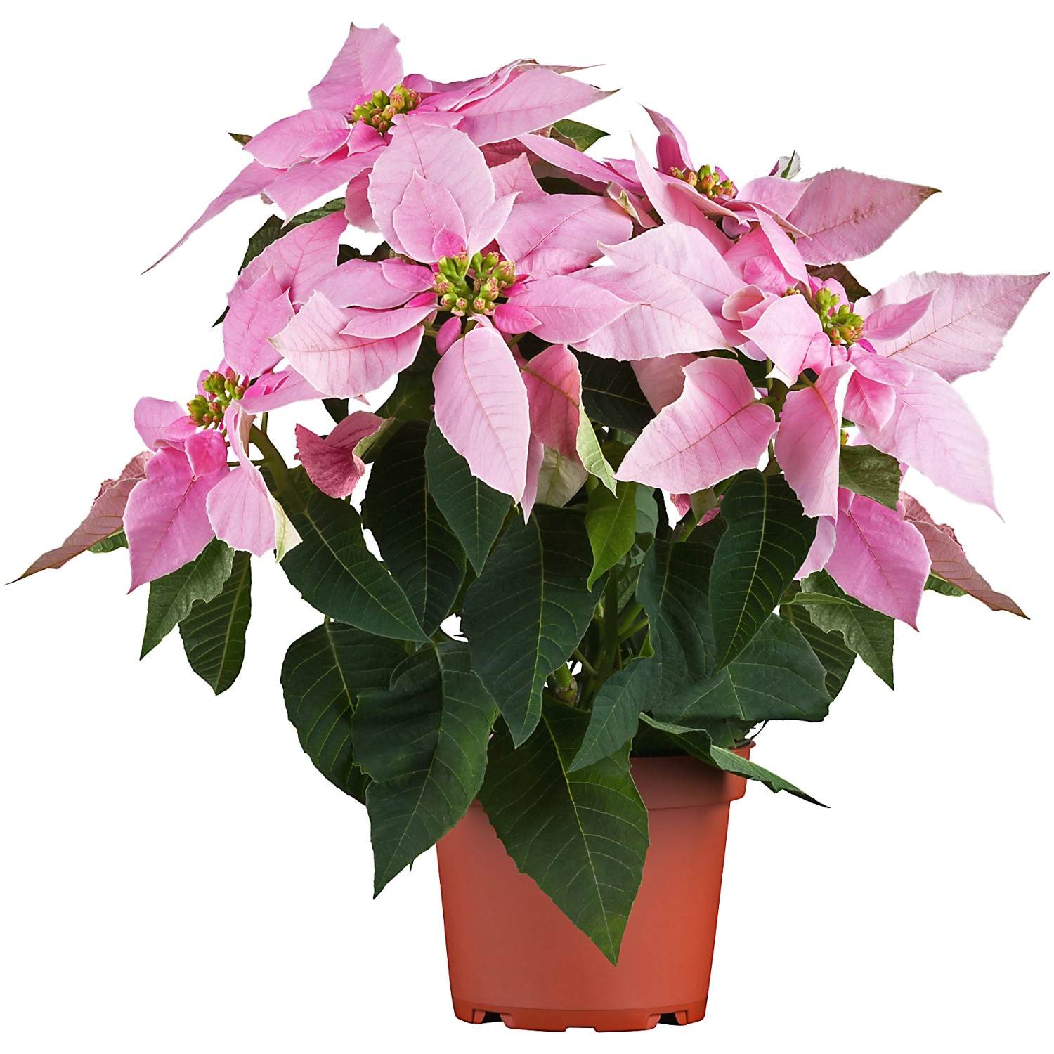 Weihnachtsstern Bunt TopfØ ca. 13 cm Euphorbia kaufen bei OBI