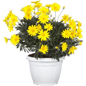 Gelbe Strauchmargerite im Topf, ca. 25 cm hoch, üppige Blütenpracht, geeignet für Balkon und Garten.