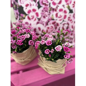 Zwei Stauden-Nelken Pink Kisses® im Topf, rosa-violette Blüten, ideal für Balkon und Terrasse.