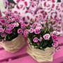 Zwei Stauden-Nelken Pink Kisses® im Topf, rosa-violette Blüten, ideal für Balkon und Terrasse.
