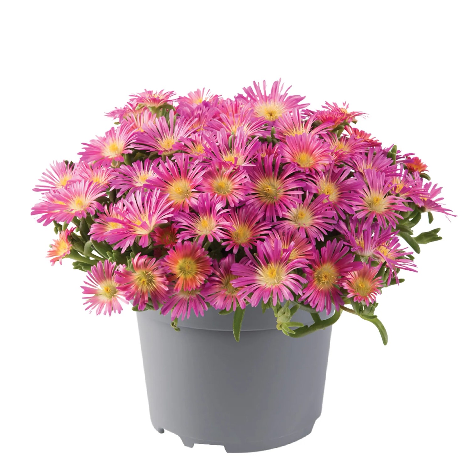 Mittagsblume