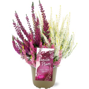 Knospenheide GG "Vanilla Plum" Trio Topf-Ø ca. 11 cm Calluna vulgaris