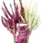 Knospenheide GG "Vanilla Plum" Trio Topf-Ø ca. 11 cm Calluna vulgaris