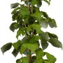 Junge Himbeerpflanze 'Rubus' im Topf, ca. 50-60 cm hoch, mit grünen Blättern.