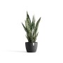 Dunkelgrauer Ecopots Pflanztopf Stockholm (23,2x17,6cm) mit Grünpflanze.