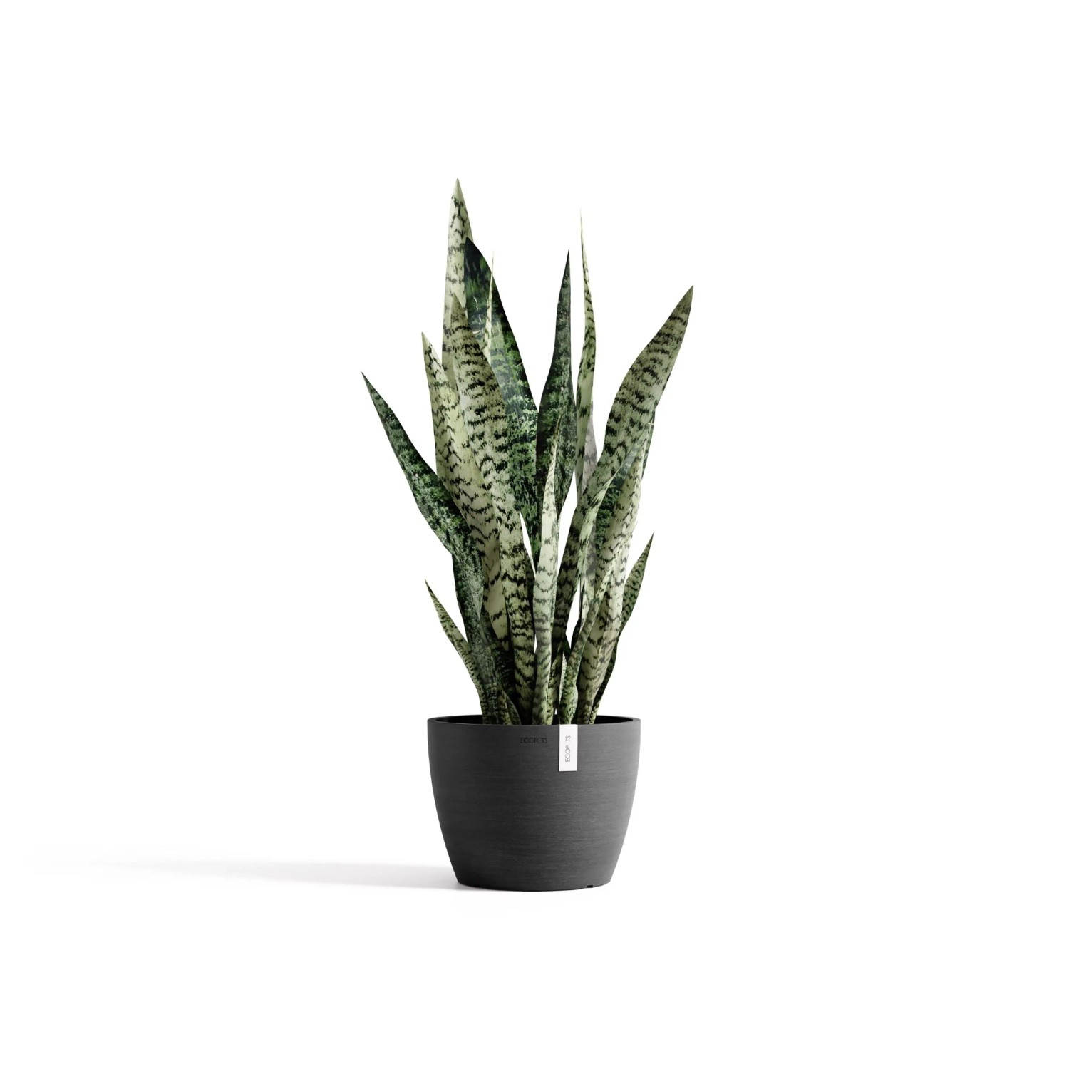 Dunkelgrauer Ecopots Pflanztopf Stockholm (23,2x17,6cm) mit Grünpflanze.