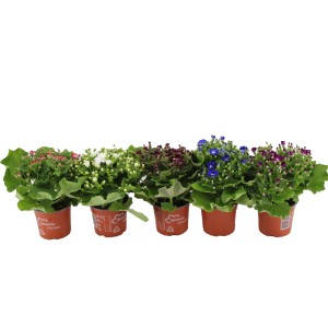 Aschenblumen im Topf, verschiedene Farben. Pericallis cruentus als farbenfrohe Sommerpflanze.