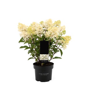 Rispenhortensie Living Creations Höhe 40-50 cm Topf 2,3 l Hydrangea paniculata