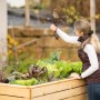 Westmann Hochbeet Fichte XL mit Bepflanzung und Frau bei der Gartenarbeit.