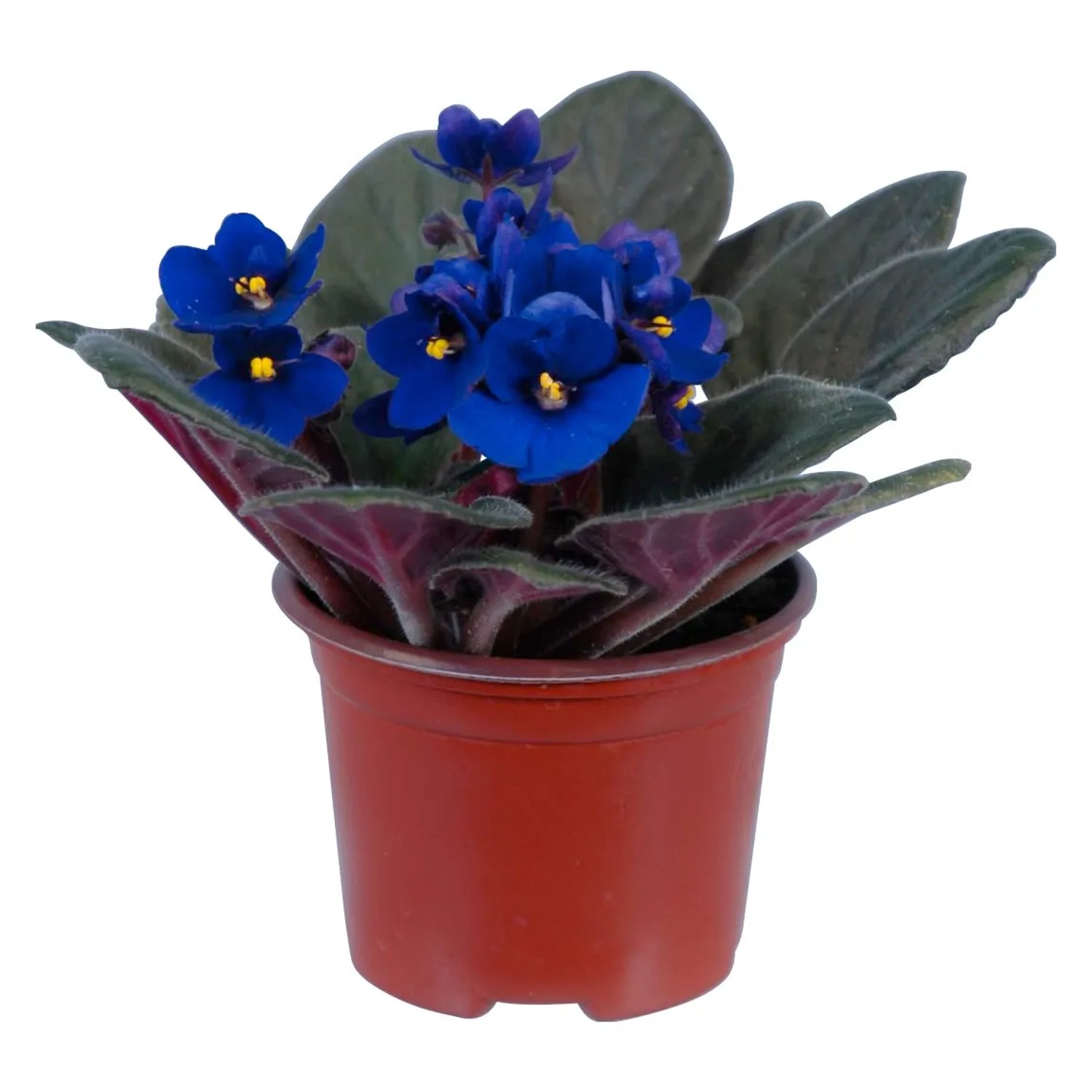Usambaraveilchen Blau Topf- ca. 9 cm kaufen bei OBI
