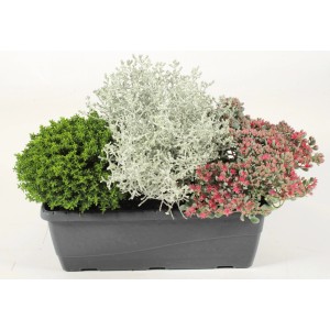 Herbstlich bepflanzter Grow by OBI Balkonkasten mit Herbstpflanzen im grauen Topf.