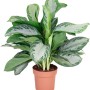 Kolbenfaden (Aglaonema) im Topf, eine dekorative Grünpflanze mit weiß-grünen Blättern.