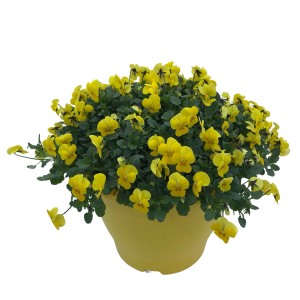 Gelber Hornveilchen-Mix (Viola cornuta) im Topf, ideal für Balkon und Terrasse.